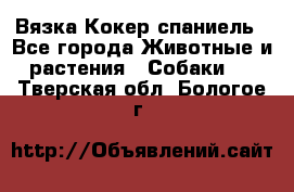 Вязка Кокер спаниель - Все города Животные и растения » Собаки   . Тверская обл.,Бологое г.